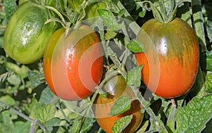 Tomatoes ripen on the branches of a Bush.