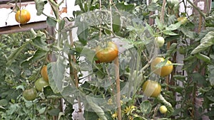 Tomatoes ripen on bushes