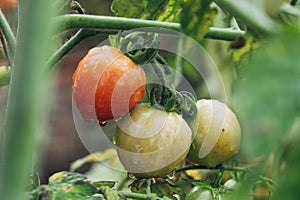 Tomatoes ripen fully