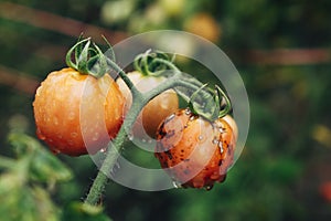 Tomatoes ripen fully