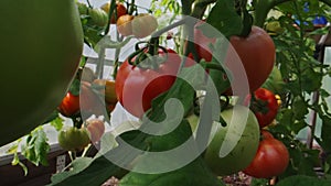 Tomatoes ripen in a greenhouse.