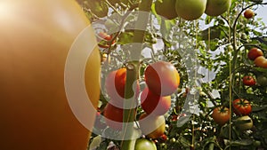 Tomatoes ripen in a greenhouse.