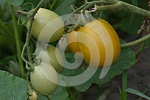 Tomatoes ripen on the stem