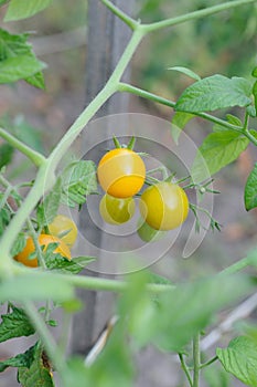 Tomatoes ripen in the vegetable garden closeup