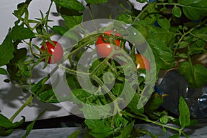 Tomatoes ripen on the window on the windowsill in the house