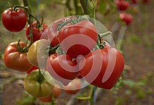 tomatoes ripened in the greenhouse 33