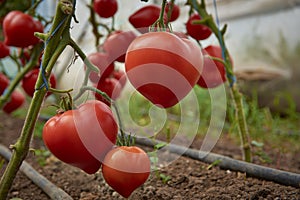 tomatoes ripened in the greenhouse 66
