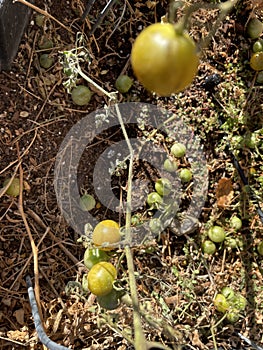 Tomatoes ripening 0562