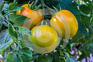 Tomatoes ripening on a branch red, green, yellow