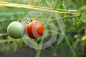 Tomatoes ripening on bush in kitchen garden, closeup