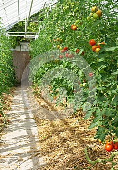 Tomatoes ripening in a greenhouse