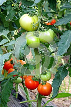 Tomatoes ripening in greenhouse photo