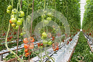 Tomatoes ripening in a greenhouse