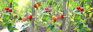 tomatoes ripening in a vegetable garden attached to a guardian