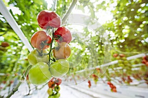 Tomatoes riping in a greenhouse