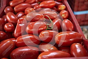 Tomatoes for sauce in boxes