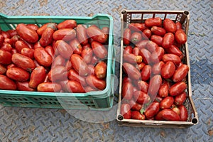 Tomatoes for sauce in boxes