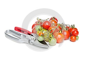 Tomatoes and Secateurs photo