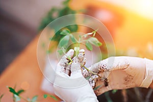 Tomatoes seedlings at hands in gloves keep sprout is going o plant into plastic pot, transportayion before olant in