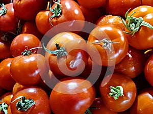 Tomatoes several mature vegetables, bush tomates
