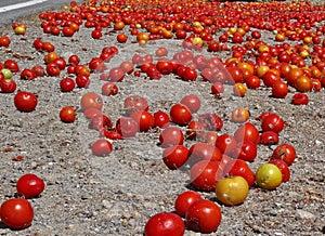 Tomatoes spilled in the road