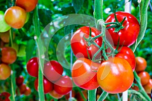 Tomatoes on a stem