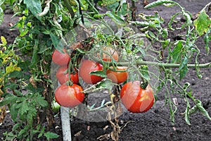 Tomatoes on stem