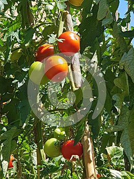 Tomatoes in the sun in Toscane, Italy