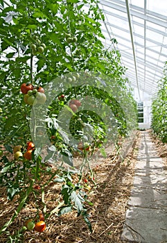 Tomatoes in a sunny greenhouse