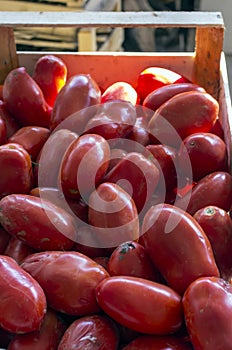 Tomatoes to make the sauce at home