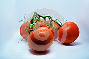 Tomatoes. Tomato branch. Tomatoes isolated on white. With clipping path. Full depth of field.