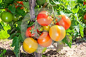 Tomatoes. Tomato fruit bunches ripen on the plant