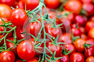 Tomatoes tomatoe tomata tomaat tomaten photo