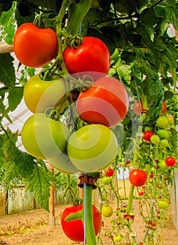 Tomatoes on tree