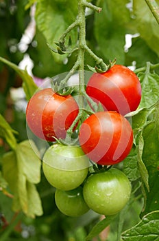 Tomatoes on Tree