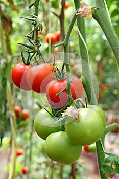 Tomates sobre el un árbol 