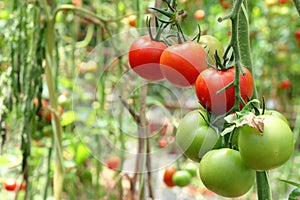 Tomates sobre el un árbol 