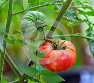 Tomatoes on the tree