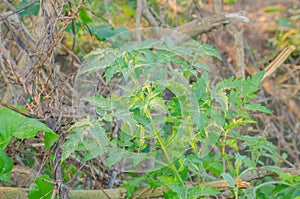 Tomatoes tree