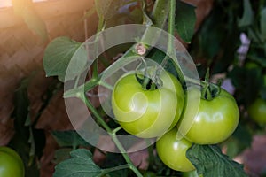 tomatoes on the tree.