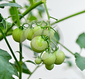 Tomatoes on the tree