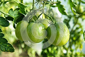 Tomatoes on tree