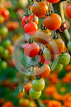 Tomatoes on tree in a greenhouse