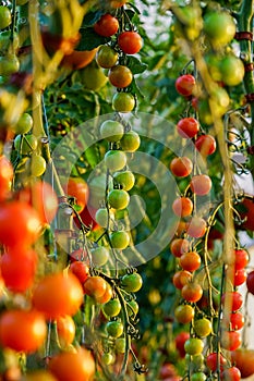 Tomatoes on tree in a greenhouse