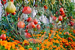 Tomatoes on tree in a greenhouse