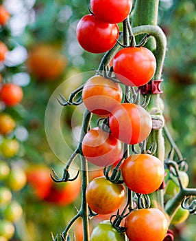 Tomatoes on tree in a greenhouse