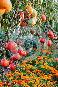 Tomatoes on tree in a greenhouse