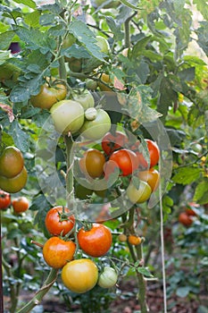 Tomatoes on tree plant