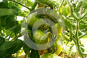 Tomatoes on tree