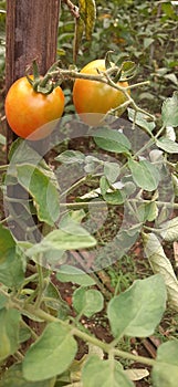 Tomatoes on the tree